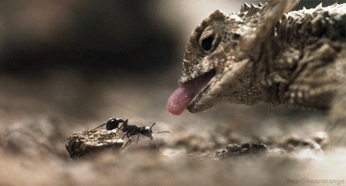 Lizard eating an ant.