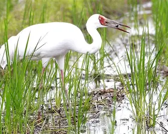 A crane: disturbed but attached